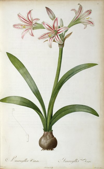 Amaryllis Vittata, da 
